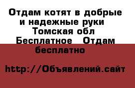 Отдам котят в добрые и надежные руки - Томская обл. Бесплатное » Отдам бесплатно   